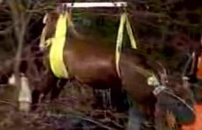 SAD: Služba spašavanja izvukla konja iz bunara