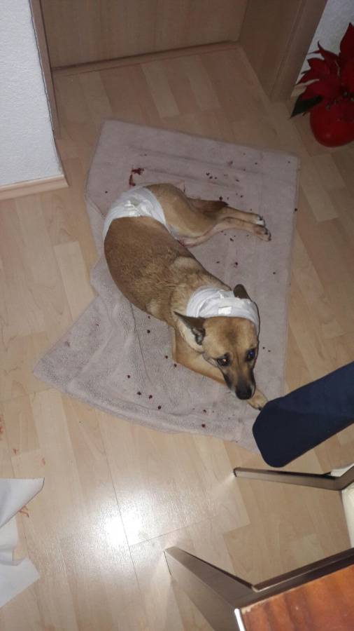 Dva staforda napala trudnicu i izgrizla psa: "Bilo je strašno"
