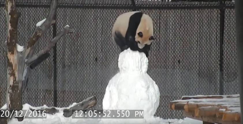 Pogledajte kako panda rastura snjegovića u Zoo-u u Torontu