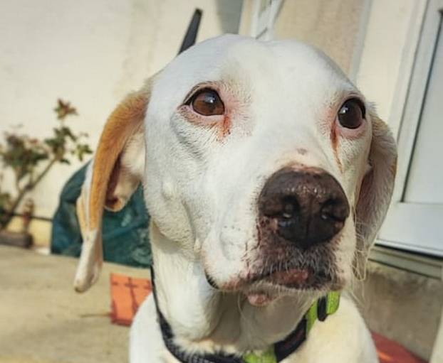 FOTO Ovi preslatki psići iz Noine Arke traže obitelj i stalni dom