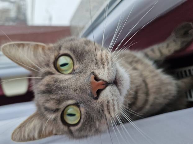 SUPER FOTKE vaših ljubimaca! Neki bi mogli biti viralni hit, ali svi su jednostavno neodoljivi