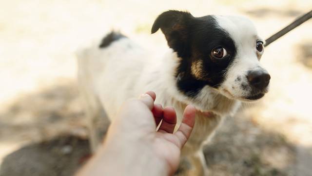 hand of man caress little scared dog from shelter posing outside