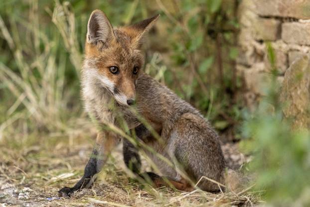 FOTO Lisica se udomaćila kod pulskog Kaštela: Prolaznika se ne boji, a čim nešto šušne - bris!