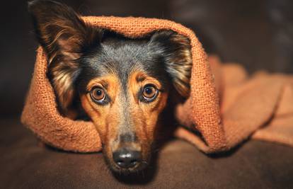 Zvukovi u domu koji kod nekih pasa stvaraju stres, a vlasnici toga možda nisu svjesni