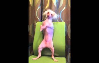 Pas koji pleše će vas oduševiti: Nathan je zvijezda