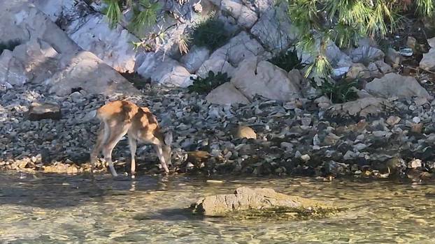 Bambi iz šibenskog kanala: Lane traži mamu koja je dan ranije uginula od ugriza zmije