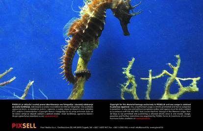 Neobična morska životinja: Mužjak rađa male konjice