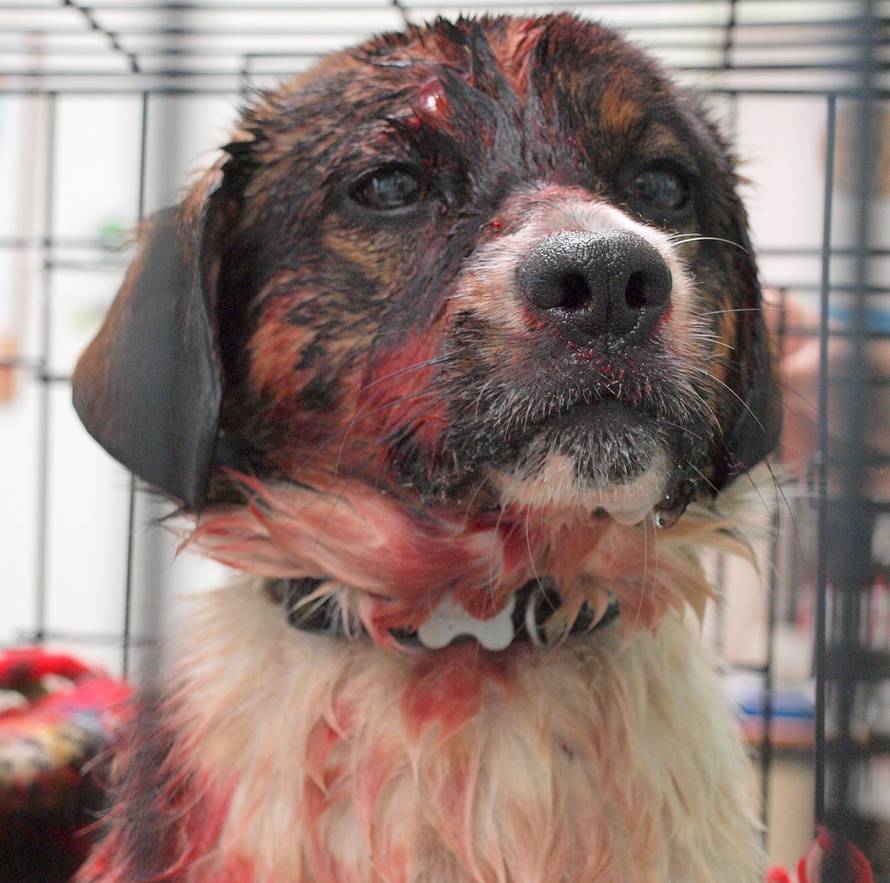 Sklonište Prijatelji Čakovec