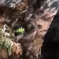 VIDEO Lovci izvukli medvjedi&cacute;a iz jame kod Mostara: Mali medo je dobio novu priliku...