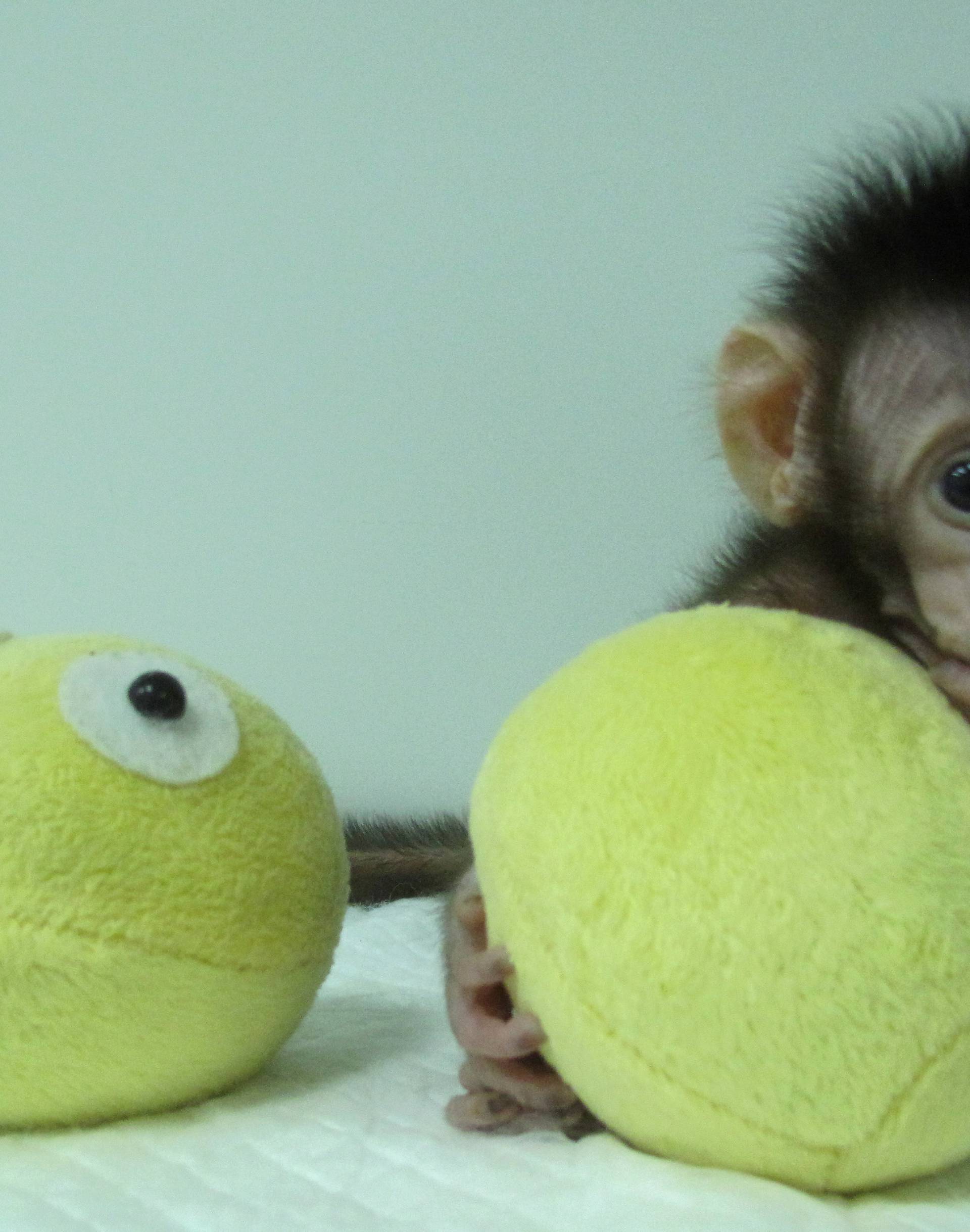 Huah Hua, a cloned long tailed macaque monkey is seen at the Non-Primate facility at the Chinese Academy of Sciences in Shanghai