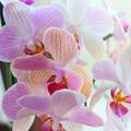 Najčešće greške s orhidejom: Žuto lišće, suhi pupoljci i trulež