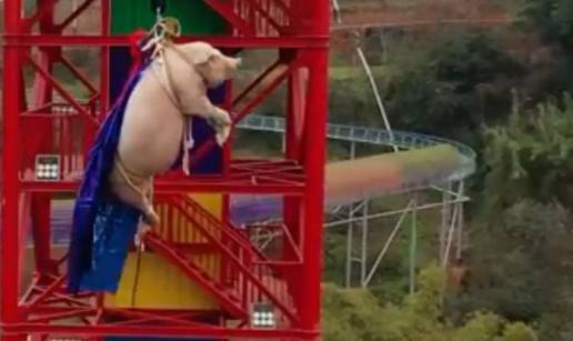 Jesu oni normalni? Prislili su svinju na bungee jump sa 68 m