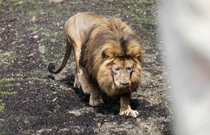 Hrabri Leo iz zagrebačkog ZOO-a bori se protiv opake bolesti: 'Ovo nam je najteži dio posla'