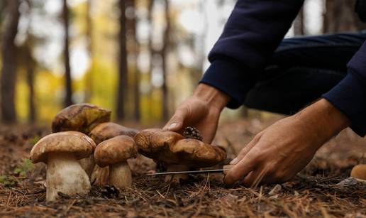 Evo gdje možete naći vrganje i na što paziti kada ih berete