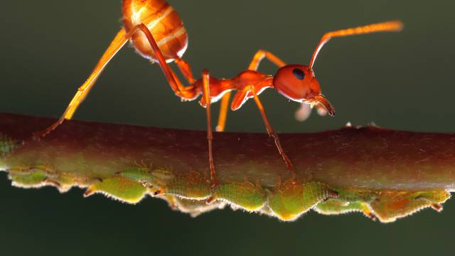 Najezda žutih ludih mrava, pljuju kiselinu i mogu oslijepiti kućne ljubimce