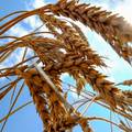 Turska: 'UN-ov plan za izvor ukrajinskog žita je razuman'