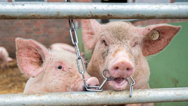 Mlade svinje se ne odvajaju od mame na organskoj farmi