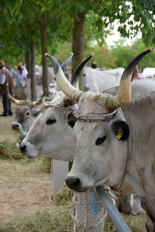 Kanfanar: 35. smotra istarskog boškarina