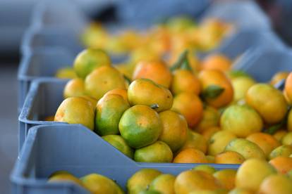 FOTO Mandarine u Šibeniku po 1,20 €! Znate li koliko je kura C vitamina koštala prije 5 godina?