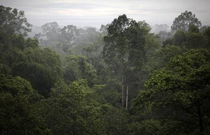 Zbog palmina ulja uništili su 90 posto prašume na Borneu