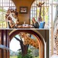 Jedinstven doživljaj: Doručak sa žirafama u hotelu u Nairobiju