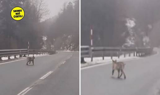 Snimili risa u šetnji iznad Lokvi: 'Drugi je vidio auto i odjurio...'