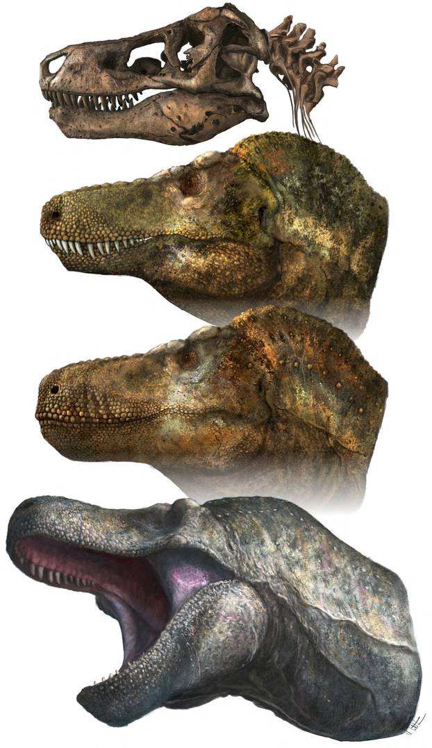 A undated graphic shows two principal models of predatory dinosaur facial appearance, crocodilian-like lipless jaws or a lizard-like lipped mouth that applied to most of the predatory dinosaur species