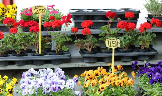 Cvjetna patrola: Sadnice su od 0,80 &euro; pa sve do pet eura