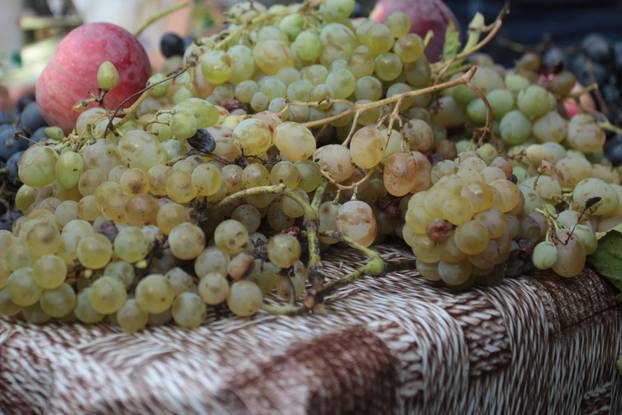 Zmajevac:  Vinski Bor maraton