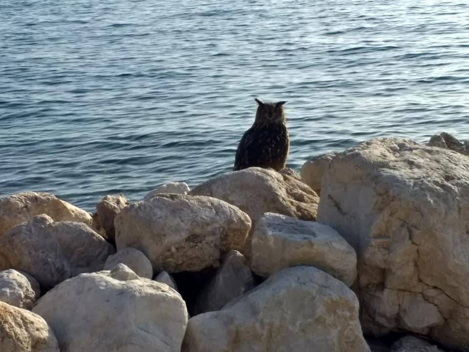 Jato galebova napalo je sovu u Makarskoj: 'Bacili' su je u more