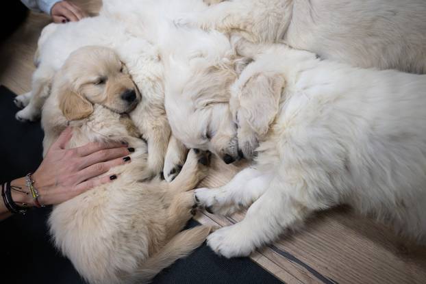 24SATA Paw Yoga, inovativni koncept joge koji je stigao u Hrvatsku