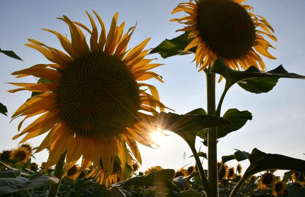 FOTO Ovo polje suncokreta u Slavoniji će vas očarati ljepotom