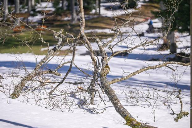 Zagreb: Posljedice olujnog nevremena na Sljemenu