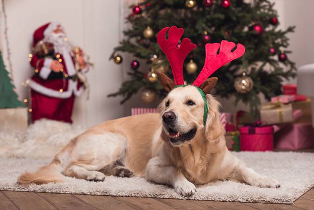 golden retriever dog in antlers