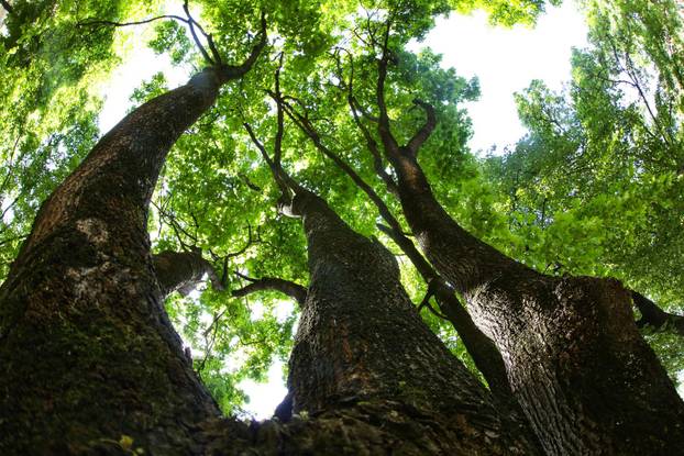 Na današnji dan obilježava se Dan planeta Zemlje