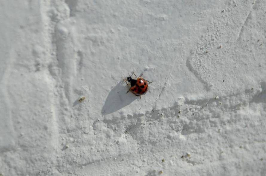 Marko Mrkonjić/PIXSELL