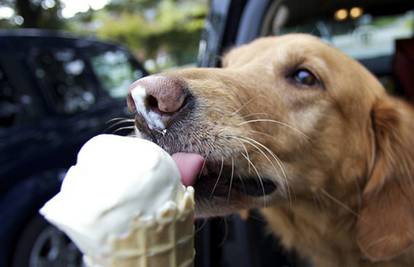 Ljetna poslastica: Napravite zdravi sladoled za vašeg psa