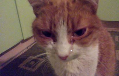 Kako pomoći maci koja teško diše i oči joj neprestano suze?
