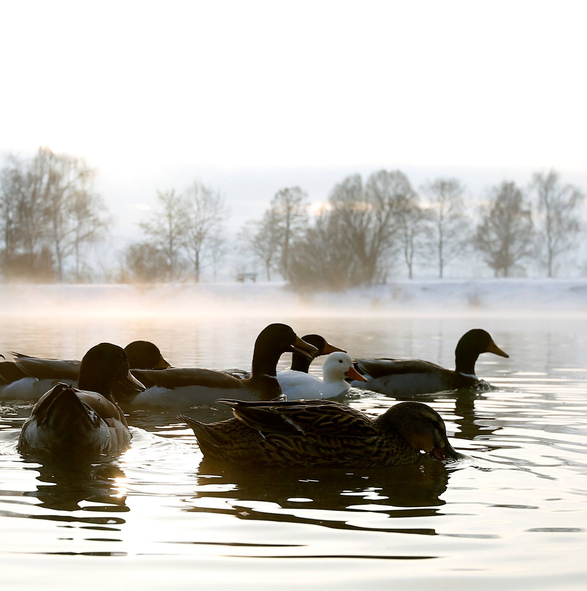 Ducks swim in the early-morning hour in a lake in Eichenau