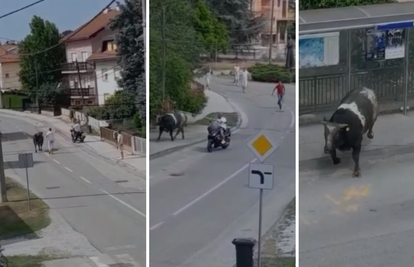 VIDEO Bik bježao i divljao po cesti: Tata, tata eno bik na ulici!