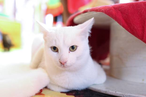 24sata Rijeka: Advent za mačke u Kitten Safe House