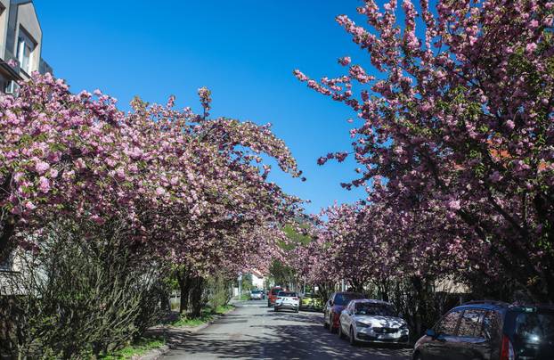 Zagreb: Rascvjetala stabla u Šulekovoj ulici, najljepšoj ulici u gradu