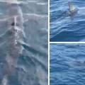 Kod Makarske snimili morskog psa kojeg tu nije bilo 40 godina