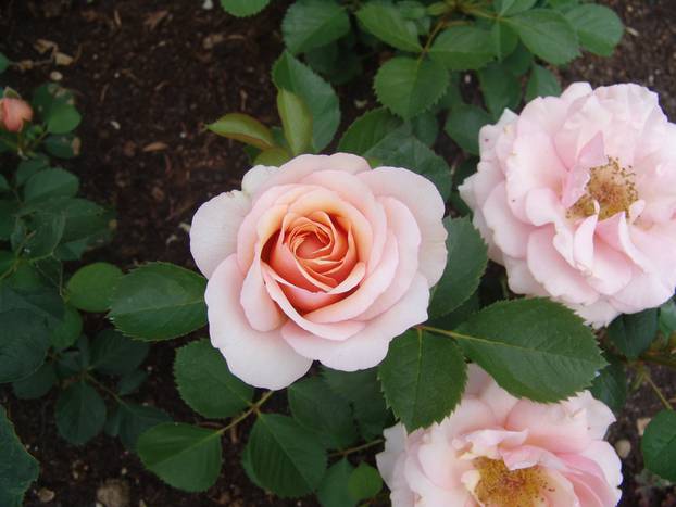 Pink roses in the garden.