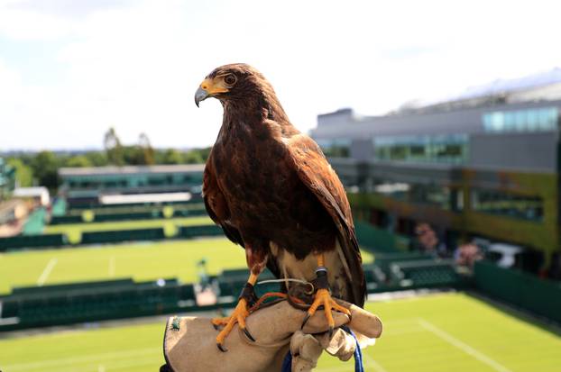 Wimbledon - Preview Day One - The All England Lawn Tennis and Croquet Club