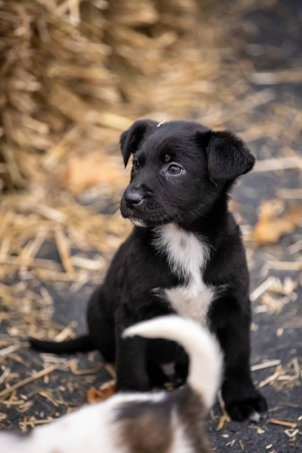 I psići vole advent: Preslatke fotke štenaca koji traže dom