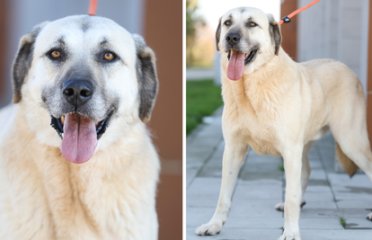 FOTO Mekanu dobricu Bega (7) obitelj je dala u sklonište nakon preseljenja. Sad traži novi dom