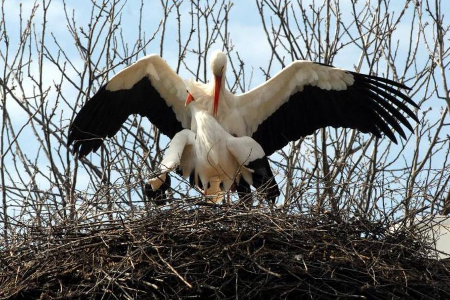 Ivica Galović/PIXSELL