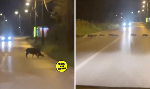 VIDEO Mama, tata i 10 pra&scaron;&ccaron;i&cacute;a: Pogledajte scene iz Dubrave!