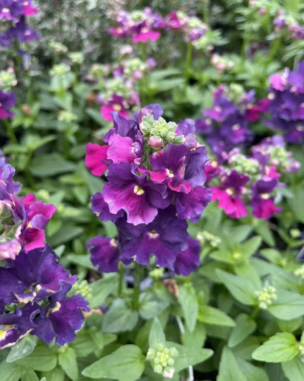 FOTO Najljepše balkonsko cvijeće koje je lako održavati
